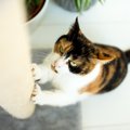 猫が家具をボロボロにしてしまう理由