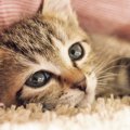 猫とコミュニケーションを取って仲良くなる5つの方法