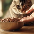 猫の『置き餌』が危険な理由4つ　やめたいときに上手に移行する方法とは