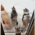 雪が積もった日、猫たちが外で遊んだ結果→小さな足跡がついて…思わず癒さ…