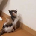 赤ちゃん猫が壁にいた『虫』を見つめていると…お兄ちゃん猫がとった『…