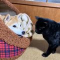 『猫のお願いを無視しようとしたけど…』まさかの結末が可愛すぎると13…