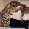 三角関係勃発！？キャットタワーに集まる3匹の猫さん！