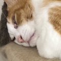 キャットタワーの上で眠っていた猫→『ギリギリな状態』で……まさかの瞬…
