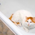 猫が命を落としてしまう『家の中の危険物』5つ　起こりうるトラブルや安全…
