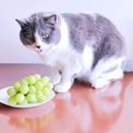 【獣医師執筆】猫も食欲の秋だニャ！絶対NGな秋の食材は？