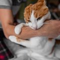 猫があなたの『腕に抱き着いてくる』ときの理由3選　やめさせた方がい…