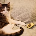 猫にとって『アボカド』が危険な理由3つ　起こりうるトラブルから誤飲…