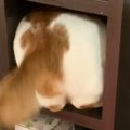 『狭いところに無理やり入ろうとする猫』を見守っていたら…まさかの瞬…