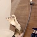 『濡れるのは嫌いなはずなのに…』シャワーが気になる様子のネコ→触り…