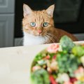 猫が食べられる冬が旬のお野菜４選！与えてはいけない食べ物について