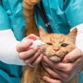 猫に人間用の目薬を使える？目の病気と差し方まで