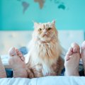 猫が寝ている時に足を噛んでくる！3つの心理と対処法