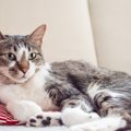 猫を「落ち着かせたい時」のコツ4つ！リラックス状態に変わったサイン…