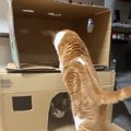 段ボールハウスの2階に行きたい猫→後ろ足を乗せようとした次の瞬間…まさか…
