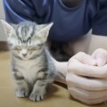 保護子猫のもとに『猫に好かれる息子』が来たら…思わずニヤける『まさ…