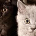 まん丸おめめで見つめてくる『２匹の子猫』→次の瞬間…たまらなく可愛い『…