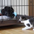 子猫が『初めて入る部屋』を探検してみたら…未知の生物と出会ったとき…