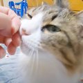 『寂しさが止まらない猫』→寝る前に甘えてきて…まさかの可愛すぎる『仕上…