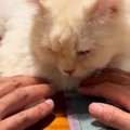 テーブルの上でくつろぐ猫→パパとママがおててに触れてみたら…とんでもな…