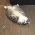 猫がドアの前で寝転ぶ6つの心理