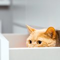猫は『初めて会った人』にどんな反応をする？よく見られる行動3選　ど…
