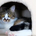 『寂しさを感じている猫』がする仕草4選！愛情が伝わるケアの方法とは？