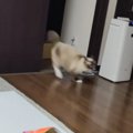 すごいスピードで駆け抜けていった猫→次の瞬間、もう1匹の猫が…予想外…