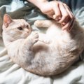 猫が「コロンッ」と寝転がる時の気持ち4選♪