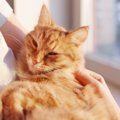猫を『粘着質』にさせてしまう飼い主の行動3選　見直すべき理由から理…