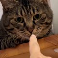 キャットステップでくつろぐ猫→仲良くなろうと指を嗅がせてみたら…数…