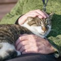 「愛猫の世話をしてくれる人に、遺産を残したい」82歳男性の提案が話題に…
