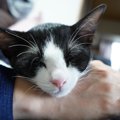 猫が『あご乗せ』するときのキモチ3選　このポーズがよく見られる“乗…