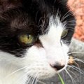 日向ぼっこ中の白黒猫→ふと『しっぽ』を見たら…驚きの事実に「わぁ本当に…