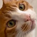 キョトンとした顔で飼い主を見つめる猫→『床』を見ると……思わず笑って…