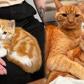 無愛想な先住猫が激変！？子猫との絆に胸キュン♡