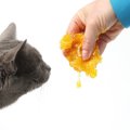 猫にはちみつを与えても大丈夫？与えるメリットや注意点、与え方につ…