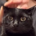 撫でられているときの『猫の表情』が気になって…正面から撮ってみた結果→…