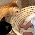 猫たちが初めて『赤ちゃん』を見た結果…さまざまな反応を見せる『微笑…