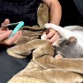 爪切り中に爆睡し始めた猫→『ポーズ』を見てみると…とんでもなく可愛すぎ…