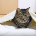 絶対に布団を譲らないと決めた猫ちゃん