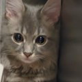 花火の大きな音にビックリした猫→『向かった先』が…あまりにも愛おし…