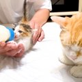 生後２週間の子ネコを保護→ミルクをあげていると、先住猫が…まるで親のよ…