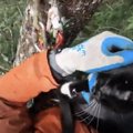 行方不明の猫をGPSで探すと高い木の上から鳴き声が…時間をかけ救出を…