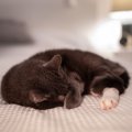 猫が高確率で命を落とす『危険な感染症』4つ　主な症状から予防法まで…
