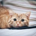 猫のスマホスタンドがゆるかわいい！プレゼントにもおすすめな商品8選