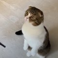 『自分でできるニャ』窓につけられたベッドをセットする猫さんたち♡