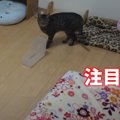 ブランケットがモゾモゾ…猫ちゃんのかくれんぼ！