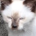 野良時代は『険しい表情』をしていた2匹の猫→保護された現在…想像を超…