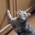 『棚の上に飛び乗ろうとする猫』を見守っていると…まさかの『可愛すぎ…